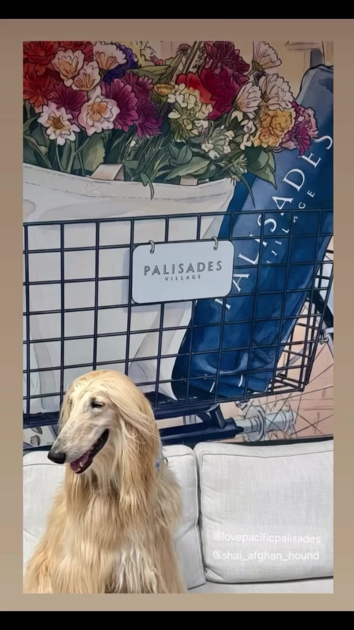 “ Palasades Village” 💐 Shai loves to walk in Palasades Village 💐…