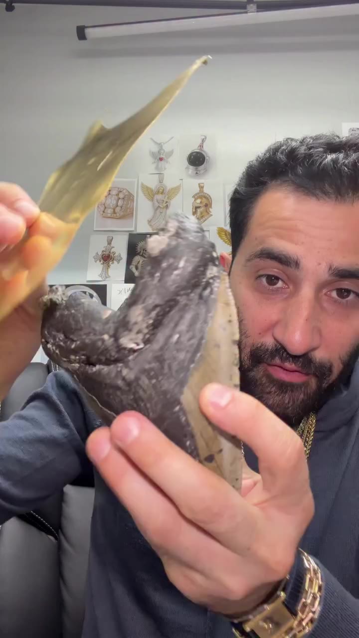 Megalodon’s went extinct 3.6 million years ago I’ve got one of the daddy…