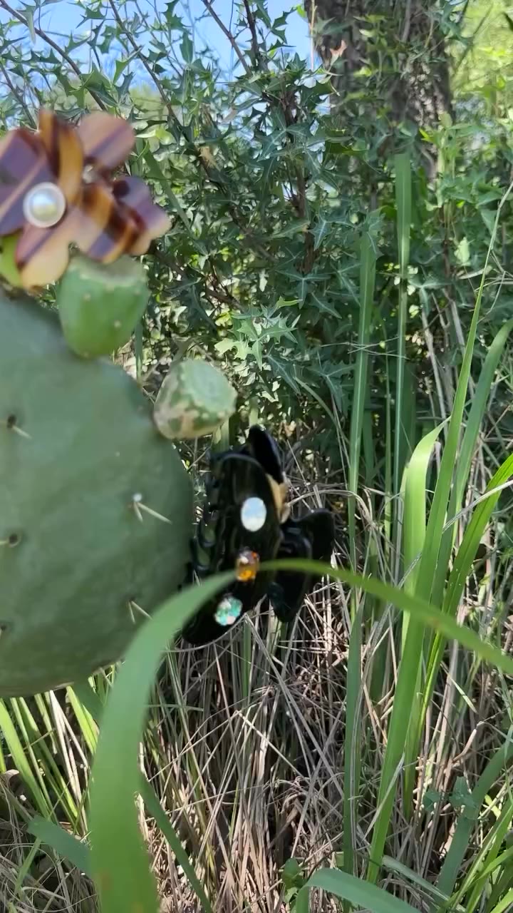 A cactus in bloom 🌵