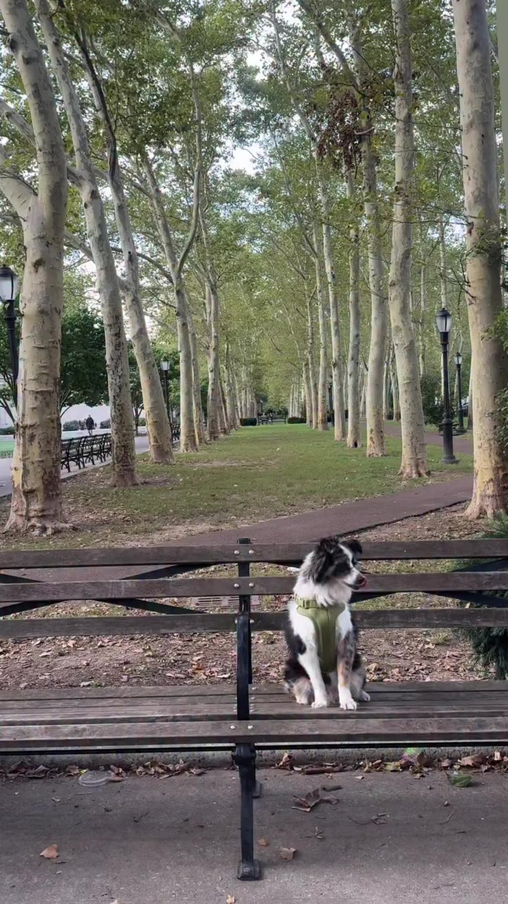 This is our studio manager btw 🐾 #bowie #dogsofinstagram #toyaussie #nycdogs…