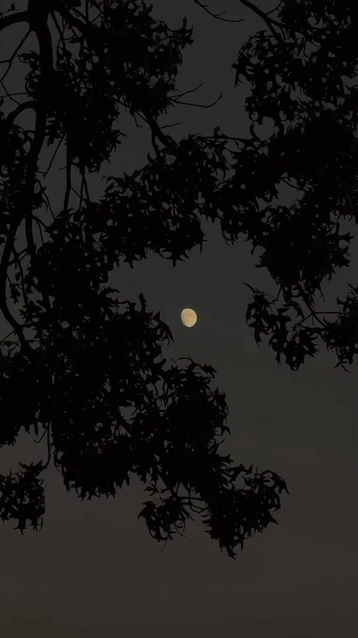 She knows all my secrets. Happy 1st day of fall 🌕