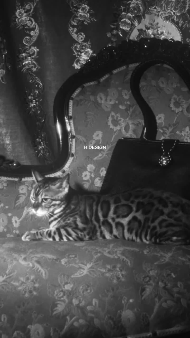 Purr-fect escapism with a side of classic Hollywood glamour. A little time…