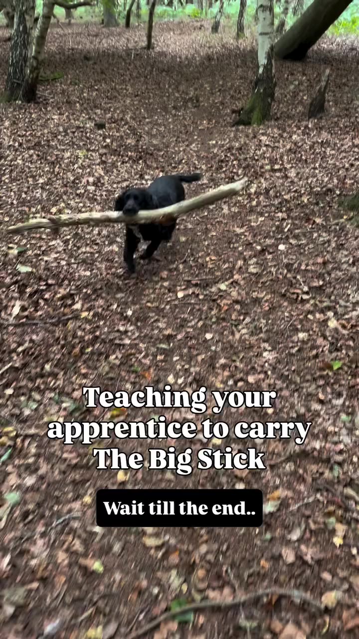 Ivy’s dedication to Stick of the Day isn’t 100% … but Juno is a patient…
