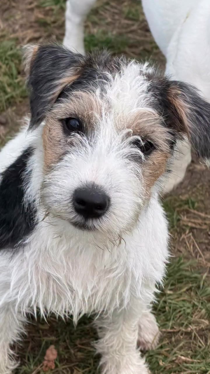 That Face! Someone please help .. which tv character does my terrier look…