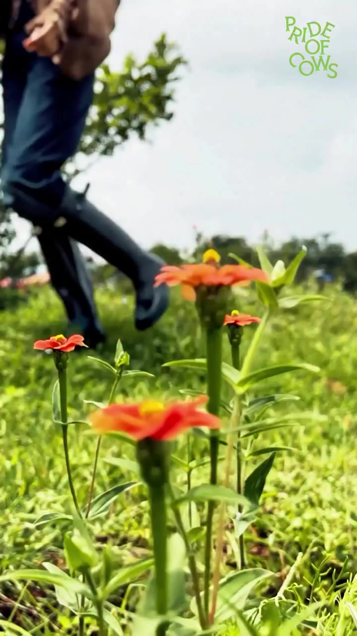 Maybe a farm can be more than where things begin. Maybe it can teach you a…