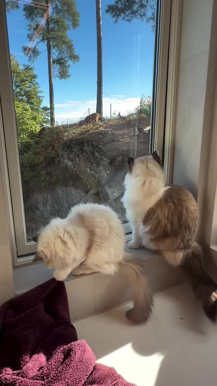 Nesøya Zoo.🦁