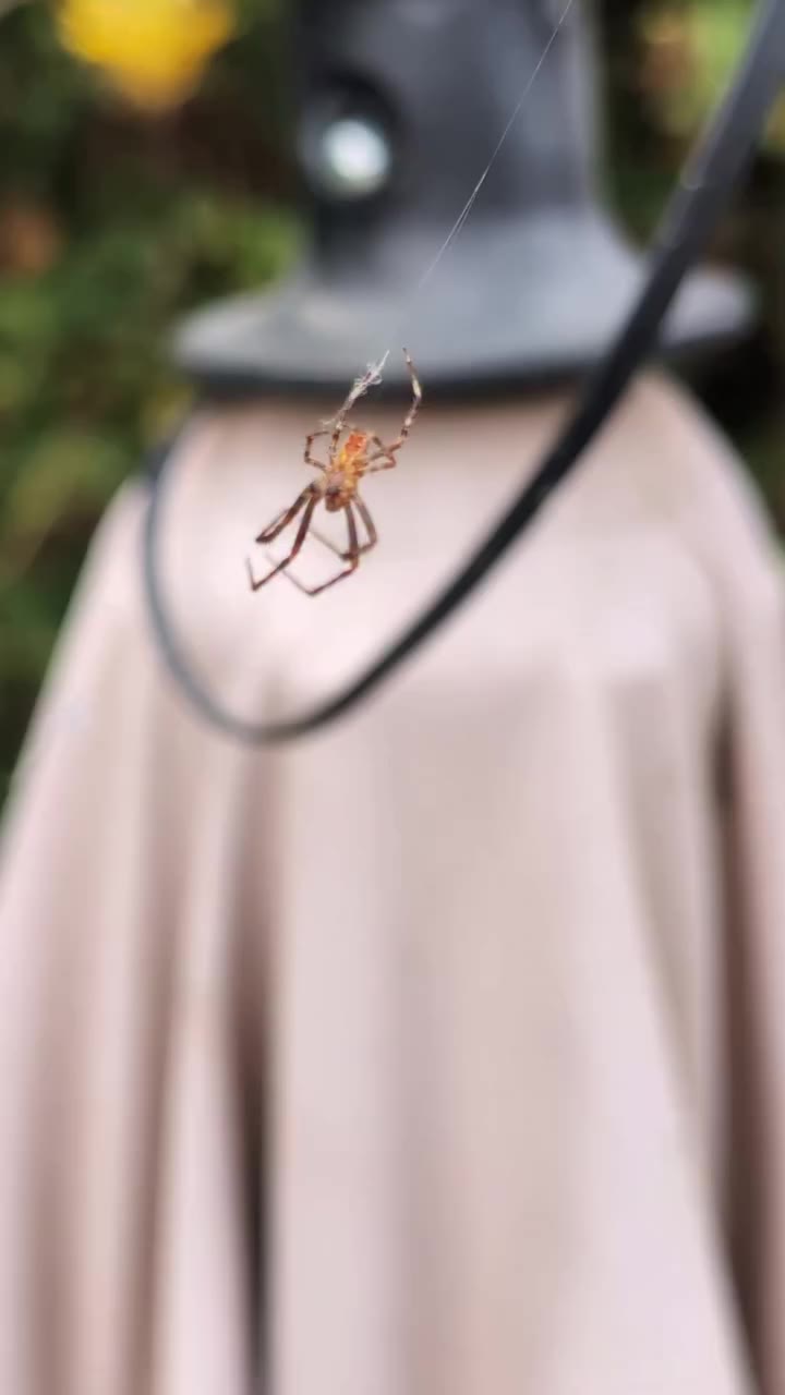 Captured this little guy spinning his web... and then... 😂 🕷️🕸️ Sound on…