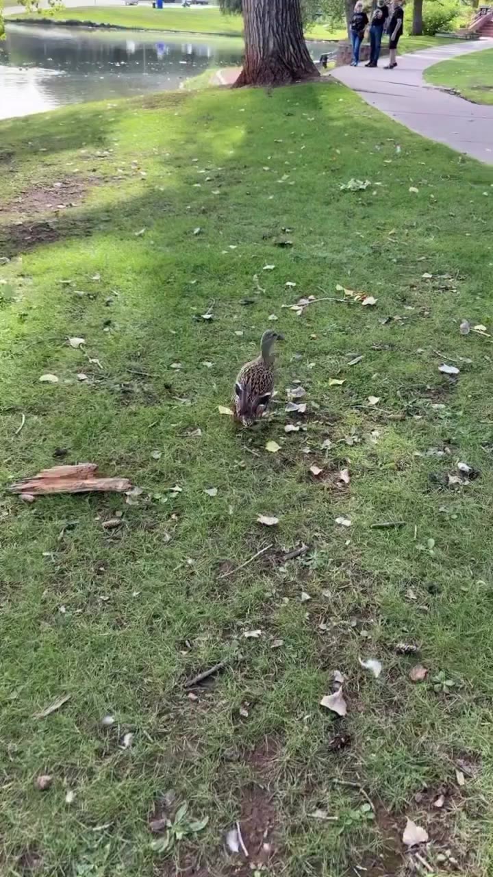 This is my favorite duck 🦆