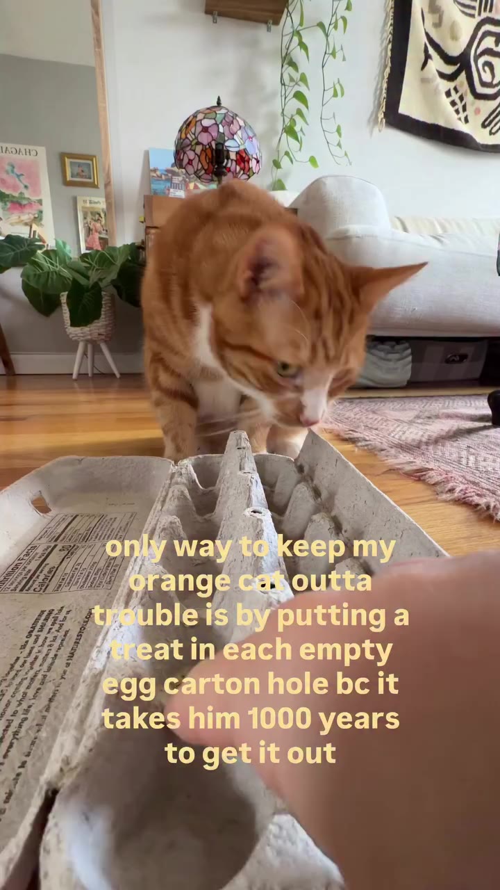 Oh Pierre #orangecat #catmom #diy #cats