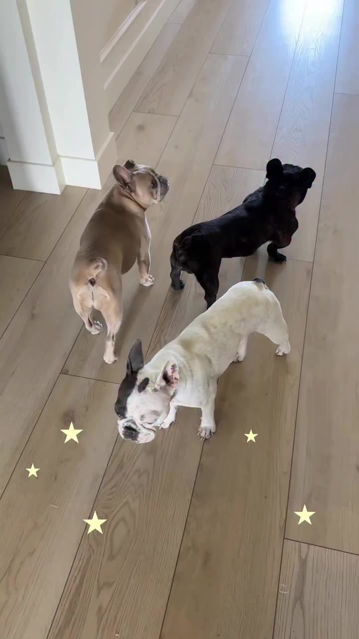 🗣️ PET PARENTS I love being a dog mom of 3 rotten little frenchies but man…