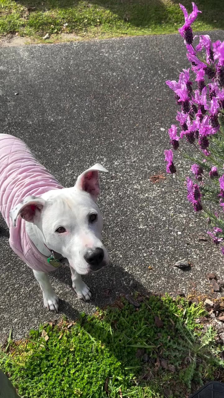 Wondering what happened to Spring?? 🌸🌿🤣🐶🎀💅❄️🥶 It’s so cold!
