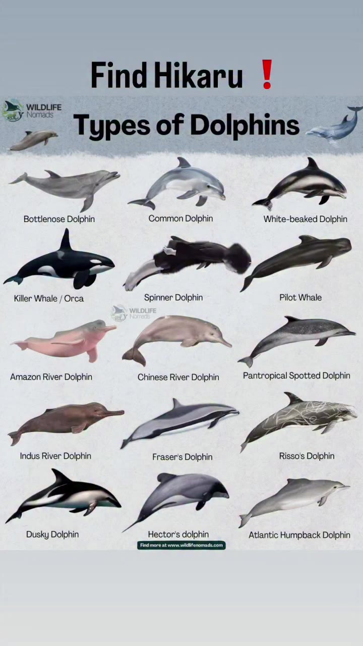 Find 🐬 If you’ve ever thought, “I want to move like this!” or wondered how to…