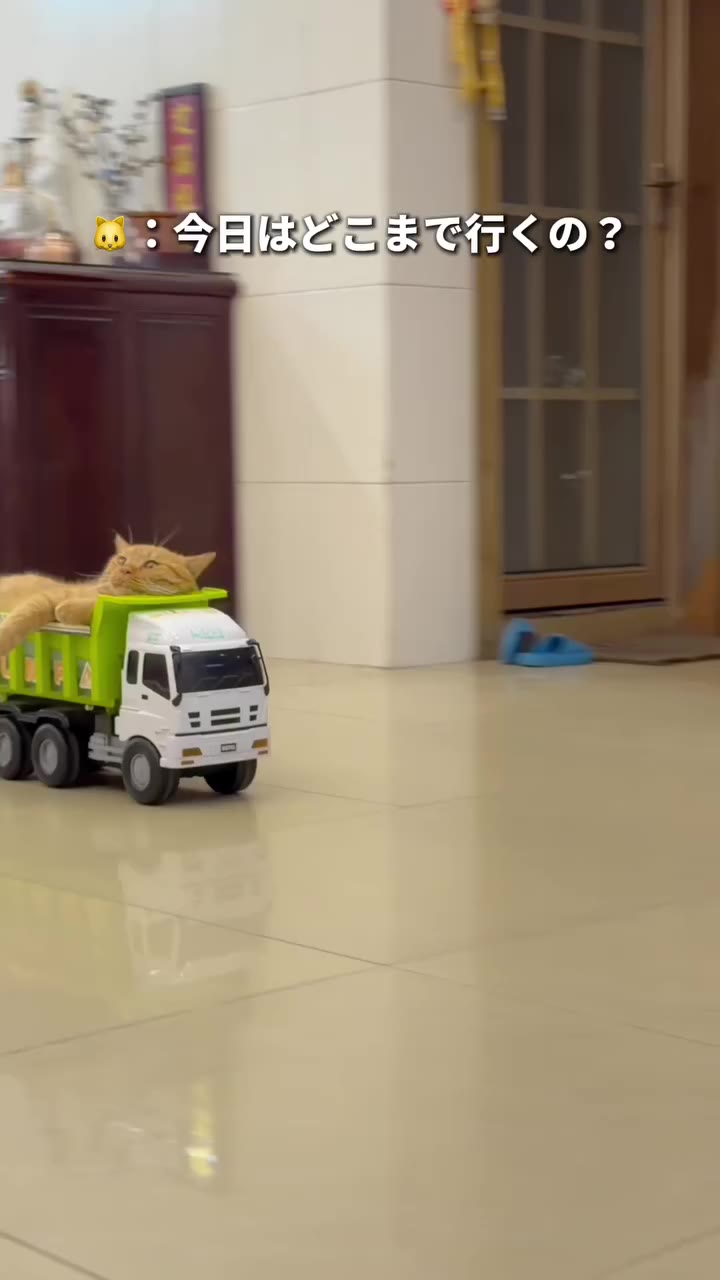 小さな旅の主役は、もちろんこの子🐱🚗 Osmo Mobile 8Pなら、インテリジェントで信頼性の高いトラッキングで猫ちゃんもしっかり追跡。…