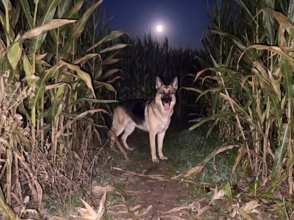 Good boy